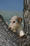 FOX TERRIER 709